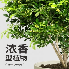 大盘香水米兰盆栽 高月45-55cm 冠约25-35cm