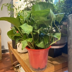 储水绿萝
