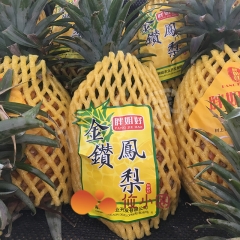 金钻凤梨